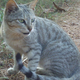 Image for article titled Feral Cats Can Destroy the Environment